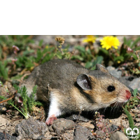  گونه هامستر طلایی برانت Brandts Hamster